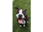 Adopt Dany a Black - with White American Pit Bull Terrier / Mixed dog in