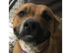 Adopt Thelma a Brown/Chocolate Mixed Breed (Medium) / Mixed dog in Las Cruces