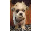 Adopt Kingston a Lhasa Apso / Mixed dog in El Cajon, CA (37215527)