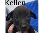 Adopt Kellen a Black Retriever (Unknown Type) / Mixed dog in Newark