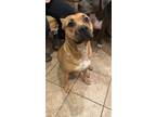 Adopt Luna a Black - with Tan, Yellow or Fawn American Pit Bull Terrier / Boxer