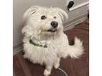 Adopt Max a White - with Tan, Yellow or Fawn Mixed Breed (Medium) / Mixed dog in