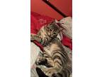 Adopt Yuumi a Brown Tabby Manx / Mixed (short coat) cat in Waukegan