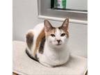 Adopt Twinkie a Calico or Dilute Calico Domestic Shorthair / Mixed cat in