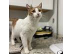 Adopt Parker a Orange or Red Domestic Shorthair / Mixed cat in Watertown