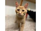 Adopt Chip a Orange or Red Domestic Shorthair / Mixed cat in Watertown