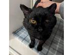 Adopt Christopher a All Black Domestic Shorthair / Mixed cat in Watertown