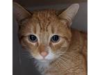 Adopt Kiwi a Orange or Red Domestic Shorthair / Mixed cat in Watertown