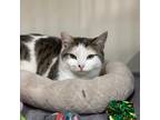 Adopt Gracie a Calico or Dilute Calico Domestic Shorthair / Mixed cat in Morgan