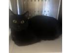 Adopt Vadar a Brown or Chocolate Domestic Shorthair / Mixed cat in Spokane