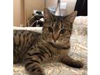 Adopt Svedka a Domestic Shorthair / Mixed (short coat) cat in Brainardsville