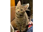 Adopt Mojito a Domestic Shorthair / Mixed (short coat) cat in Brainardsville