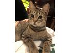 Adopt Bellini a Domestic Shorthair / Mixed (short coat) cat in Brainardsville