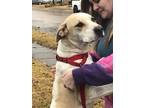 Adopt ROPER a White - with Tan, Yellow or Fawn Great Dane / Mixed dog in