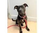 Adopt Shadow a Brindle Pit Bull Terrier / Mixed dog in Horn Lake, MS (37214838)