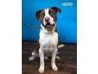 Adopt Nero a Terrier (Unknown Type, Medium) / Mixed dog in Weatherford