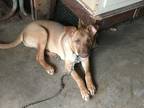 Adopt Wendy a Tan/Yellow/Fawn Pharaoh Hound / Mixed dog in Memphis