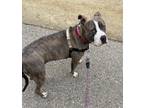 Adopt Lana a Brindle American Staffordshire Terrier dog in Camarillo
