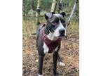 Adopt Freddy a Black - with White American Pit Bull Terrier / American