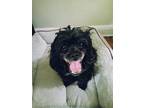 Adopt Theo a Black - with White Poodle (Miniature) / Shih Tzu / Mixed dog in