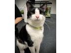 Adopt MooMoo a Black & White or Tuxedo Domestic Shorthair (short coat) cat in