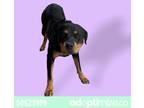 Adopt Nala a Black Rottweiler / Mixed dog in El Paso, TX (37214155)