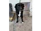 Adopt 51988144 a Black Cocker Spaniel / Mixed dog in El Paso, TX (37214152)