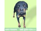Adopt 51984894 a Black Rottweiler / Mixed dog in El Paso, TX (37214151)