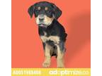 Adopt 51988408 a Black Rottweiler / Mixed dog in El Paso, TX (37214146)