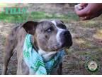 Adopt 23-02-0272 Tilly a Pit Bull Terrier / Mixed dog in Dallas, GA (37212791)