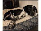 Adopt Olivia a Black - with White Australian Cattle Dog / Mixed dog in San