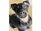 Adopt Bosco a Rottweiler / Mixed dog in Napa, CA (37213753)