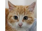 Adopt Timon a Orange or Red Domestic Shorthair / Mixed cat in Zanesville