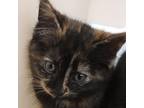 Adopt Bella a All Black Domestic Shorthair / Mixed cat in Zanesville