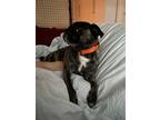 Adopt Belle a Brindle - with White Pug / Boston Terrier / Mixed dog in San