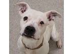 Adopt Barry Williams a White - with Tan, Yellow or Fawn Pit Bull Terrier / Mixed