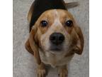 Adopt Strawberry a White - with Tan, Yellow or Fawn Beagle / Mixed dog in