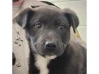 Adopt Rip a Black Labrador Retriever / Mixed dog in Chatham, VA (37213042)