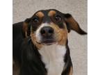 Adopt Avery a Brown/Chocolate Beagle / Mixed dog in Chatham, VA (37213040)