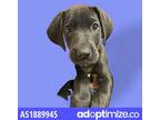 Adopt 51889945 a Black Labrador Retriever / Mixed dog in El Paso, TX (37211647)
