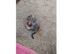 Adopt Willow a Gray, Blue or Silver Tabby American Shorthair / Mixed (short