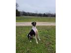 Adopt Apollo a Great Dane / Mixed dog in Bullard, TX (37212265)
