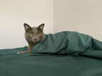 Adopt Hiro a Gray or Blue Chartreux / Mixed (short coat) cat in San Jose