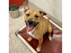 Adopt CUPCAKE* a Brown/Chocolate - with White American Pit Bull Terrier / Mixed