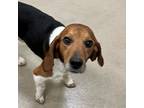 Adopt Pinecone a Brown/Chocolate Beagle / Mixed dog in Lynchburg, VA (37211958)