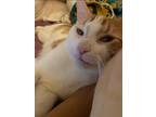 Adopt Kurama a Orange or Red Tabby Cymric / Mixed (short coat) cat in Brooklyn