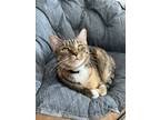 Adopt Astrid a Brown Tabby American Shorthair / Mixed (short coat) cat in