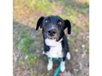 Adopt Malison a Border Collie, Mixed Breed