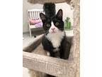 Adopt Memphis a Domestic Mediumhair / Mixed (short coat) cat in Dalton