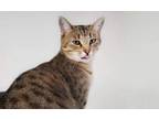 Adopt Mocha a Gray or Blue Domestic Shorthair / Domestic Shorthair / Mixed cat